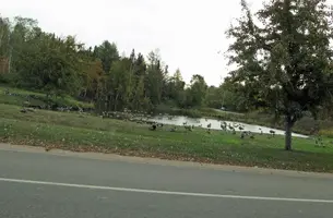 Geese on pond Sept 19 23.webp