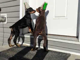 Elroy and Revel nose to nose at door Nov 21 22.webp