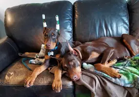Both on couch cute Dec 27 22.webp