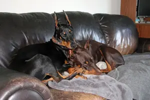 Borh snuggled on couch Sept 21 23.webp