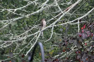 Hawk in balsam Sept 21 23.webp