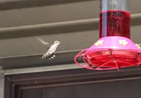 Hummer flying by feeder Aug 25 23.webp