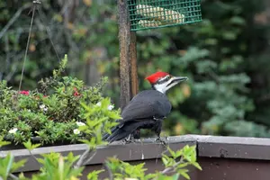 Pileated at suet from side Sept 28 23.webp