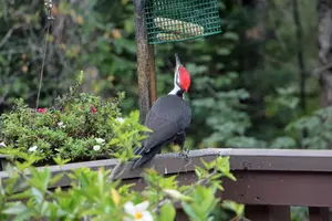 Pileated at suet from rear Sept 28 23.webp