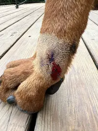 Bleeding.webp