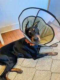 PoutingInTheCone.webp