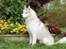 Husky sitting by flowers.webp