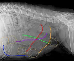Xray w Lines_ Ripley x Ink 11-2023.webp