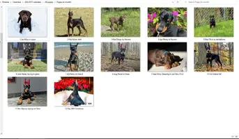 All puppy photos by month 2024.webp