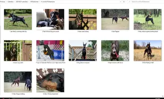 A world of Doberman photos by month.webp
