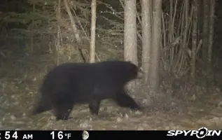 Bear Nov 2023.jpg