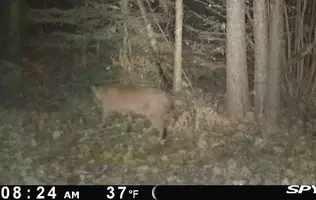 Bobcat 2 Nov 2023.jpg