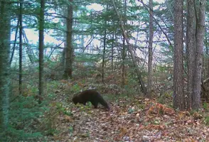 Pine Marten 2 Nov 2023.JPG