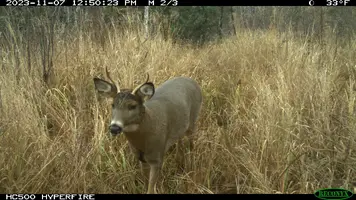 Small buck in daylight 2 Nov 2023.JPG