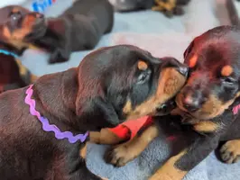 PXL_20231201_162255521.PORTRAIT.webp