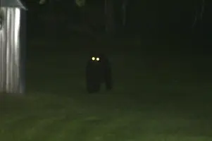 Bear by wood stove eyes glowing June 12 19.webp