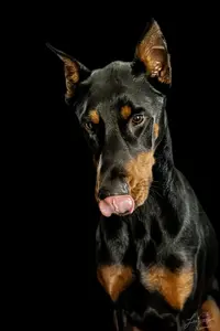 Diesel (300 of 2).webp
