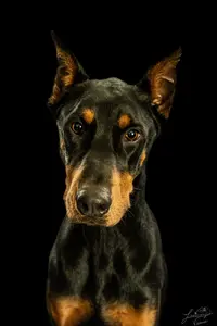 Diesel (301 of 2).webp
