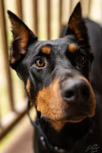 Diesel (308 of 9).webp