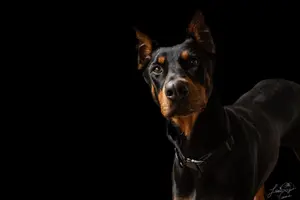 Doberman (300 of 9).webp
