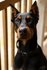 Doberman (301 of 9).webp