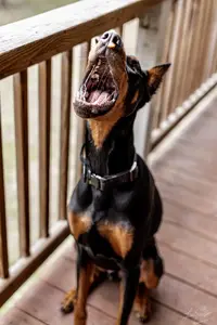 Doberman (302 of 9).webp
