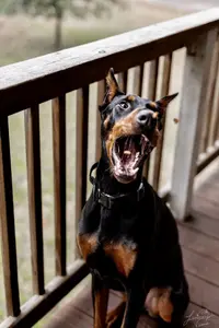 Doberman (303 of 9).webp