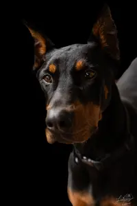 Doberman (304 of 9).webp