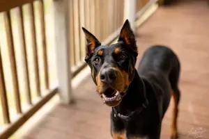 Doberman (306 of 9).webp