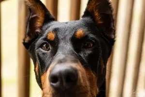 Doberman (307 of 9).webp