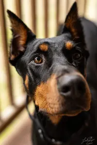 Doberman (308 of 9).webp