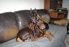 Borh on couch Elroy cocking head Feb 4 24.webp