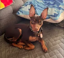 Uncropped Minpin.jpg Uncropped Minpin.jpg