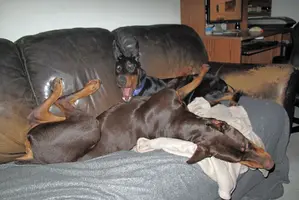 Elroy on back Olive yawning Feb 4 24.webp