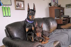 Both on couch Olive on top Feb 11 24.webp
