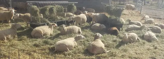 rs_Sheep 2024 Feb.webp