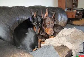 Both snuggled on couch heads together Feb 16 24.webp