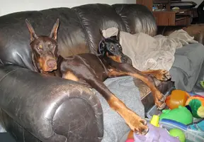 Both snuggled on couch Olive under blanket Feb 21 24.webp