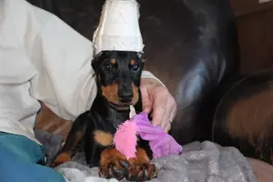 On couch with toy close May 16 2 3.webp