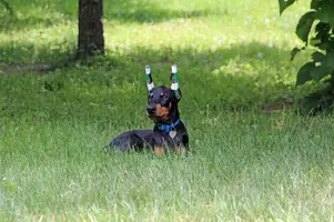 Laying by Basswood July 3 23.webp