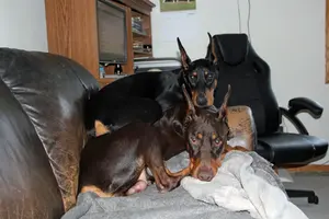 Both on couch Olive on top ears aligned Jan 3 24.webp