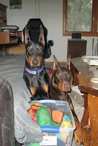 Both snuggled by coffee table Feb 7 24.webp