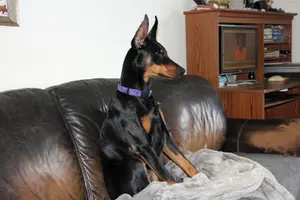Sitting alert on couch side angle Jan 24 24.webp