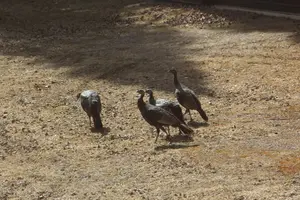 Turkeys 4 in yard Mar 22 24.webp