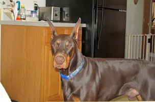 Wearing new collar from Jenna Mar 28 24.webp