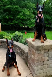 Zara and Arson.webp