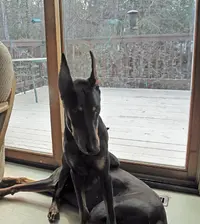 Sitting on Elroy by patio door Apr 26 24.webp