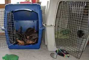 Both snuggled in small crate May 1 24.webp