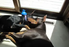 Both sleeping in sun heads together May 5 24.webp