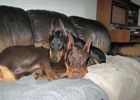 Bot snuggled on couch May 8 24.webp